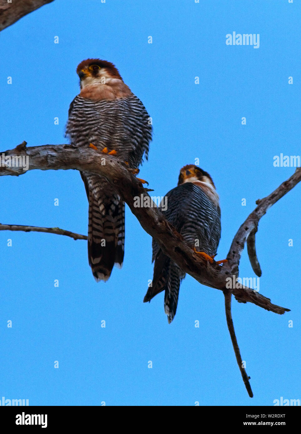 Il Rosso Colli di Falcon è un piccolo focoso predatore di piccoli uccelli che le catture in volo. Essi non sono-dove comune e preferiscono praterie Foto Stock