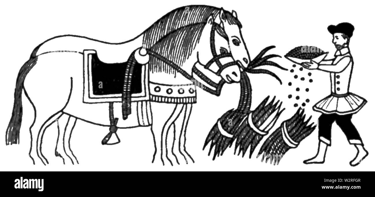 COM V1 D218 un Trooper alimentazione dei cavalli Foto Stock