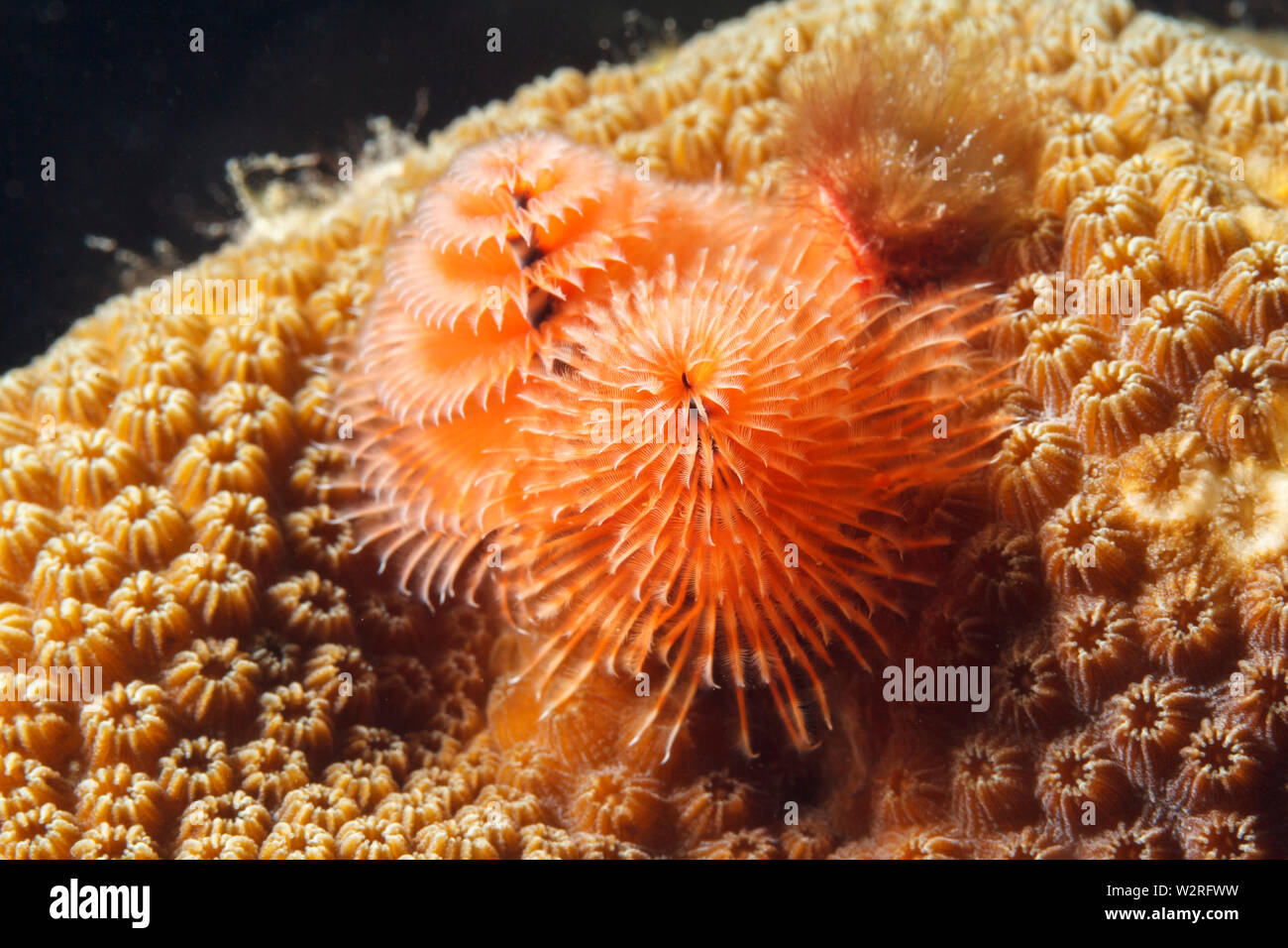 Albero di natale worm (Spirobranchus giganteus) sulla collina di senape coral (giallo Porites, Porites astreoides). Mar dei Caraibi, Bonaire. Foto V.D. Foto Stock