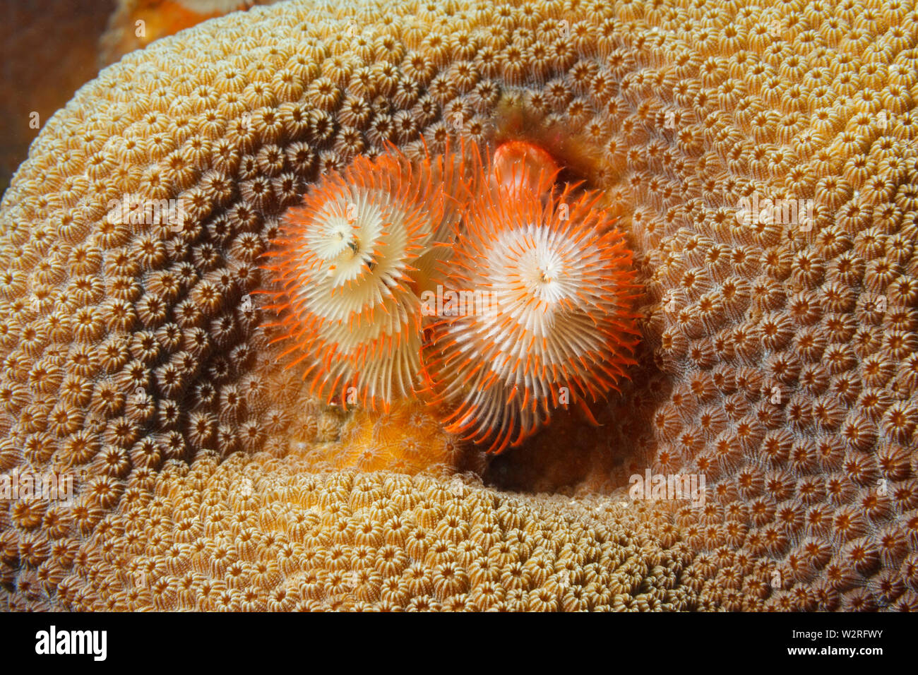 Albero di natale worm (Spirobranchus giganteus) sulla collina di senape coral (giallo Porites, Porites astreoides). Mar dei Caraibi, Bonaire. ©Vanessa Devolder Foto Stock
