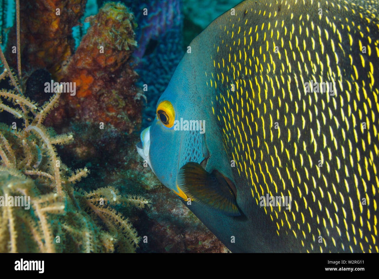 Pesce angelo francese, Pomacanthus paru. Mar dei Caraibi, Bonaire, Antille Leeward. Foto: ©Vanessa Devolder Foto Stock