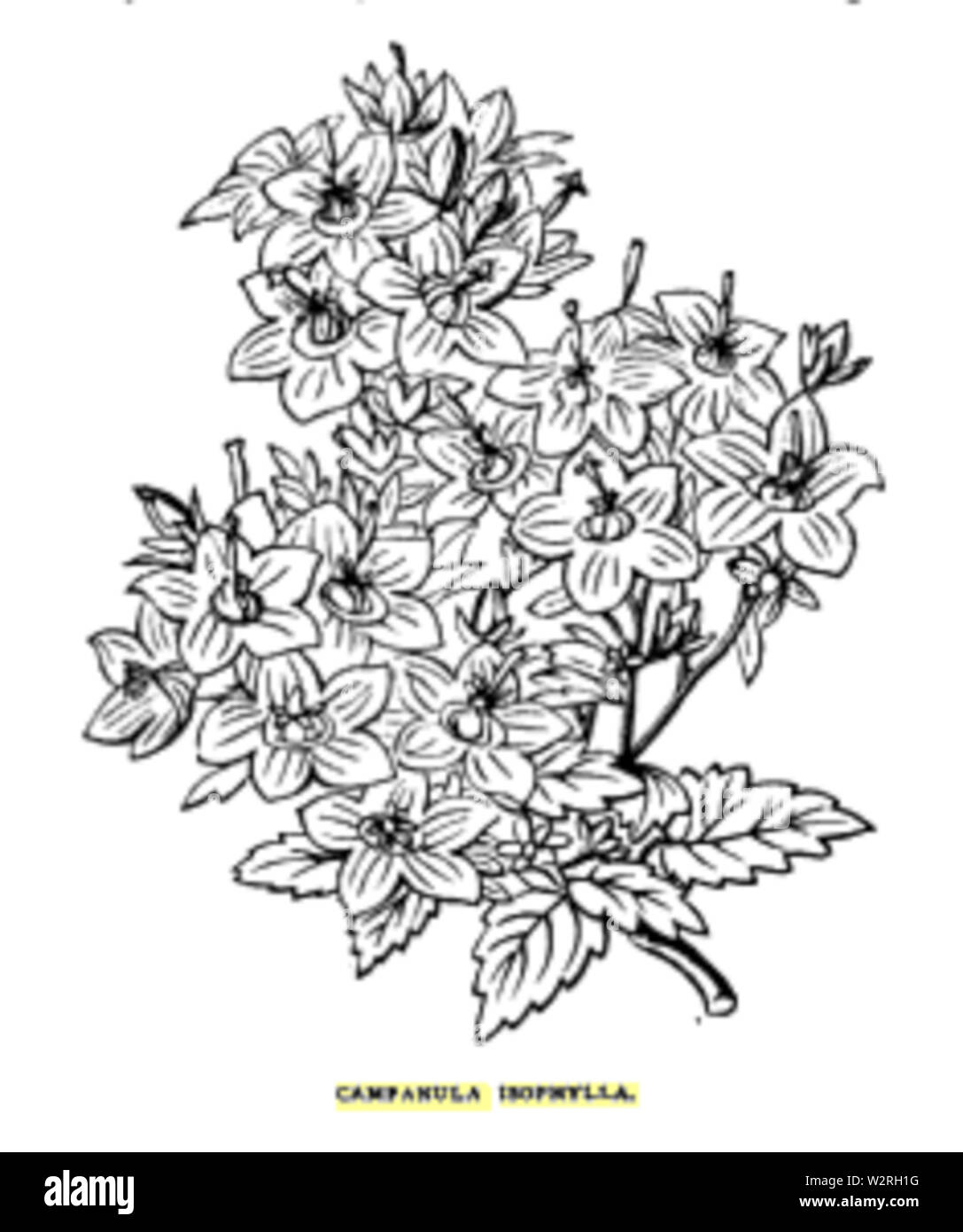 Campanula isophylla Foto Stock