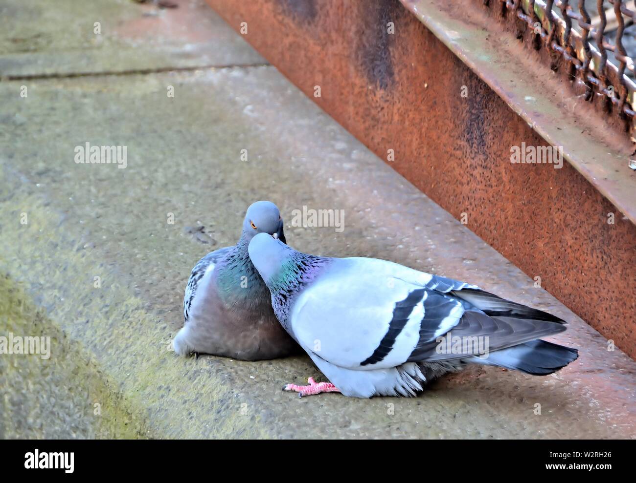 Le colombe nella grande città di Amburgo Foto Stock