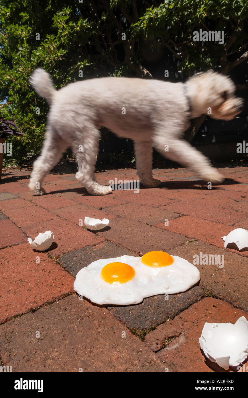 L'espressione "è abbastanza caldo per friggere uova su un marciapiede' è usato durante una ondata di caldo, USAdog Foto Stock