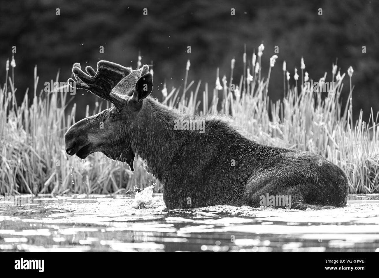 La molla Bull Moose luglio 10 Foto Stock