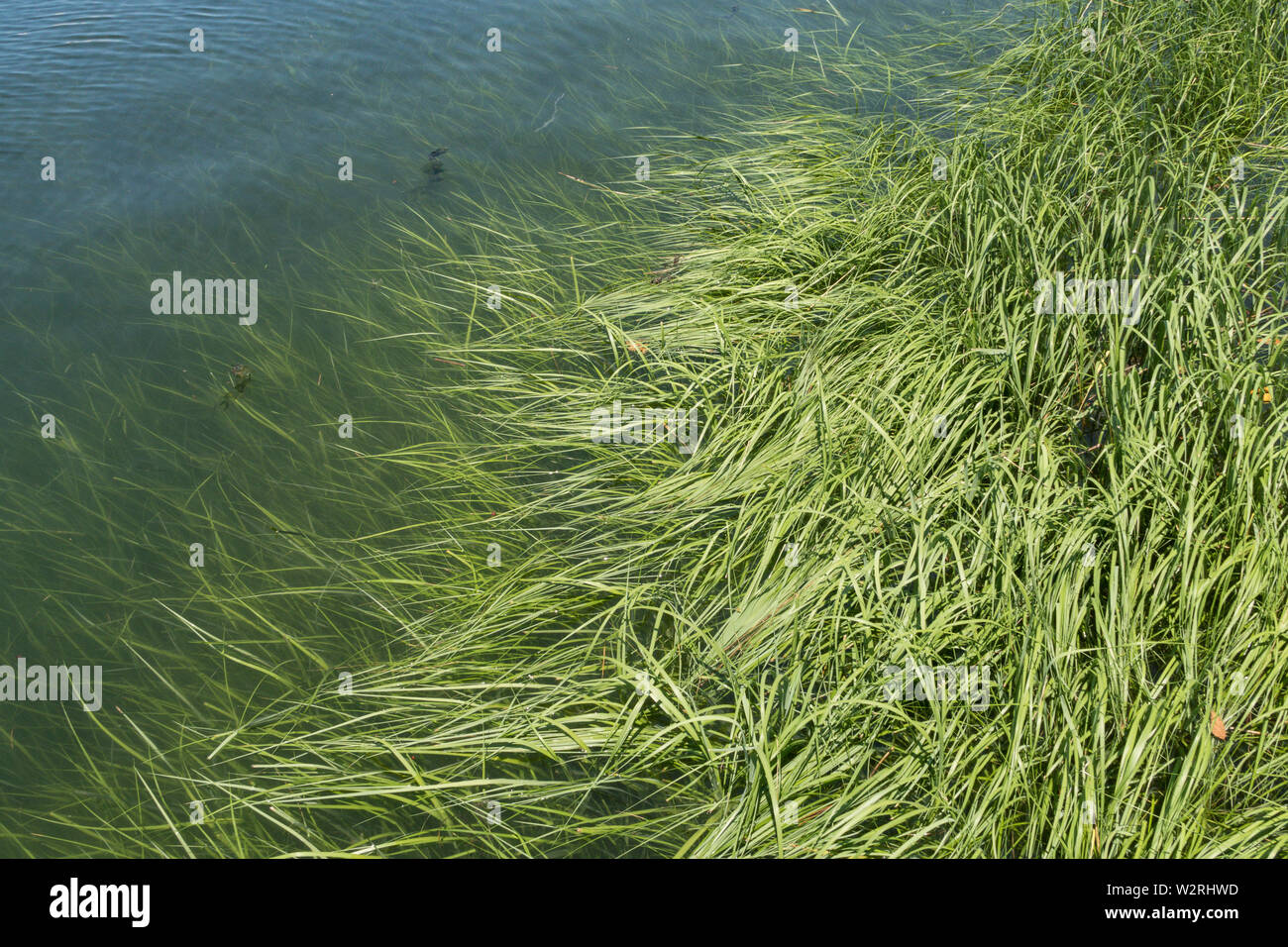 Cordgrass liscia sul litorale di Long Island Sound, CT, Stati Uniti d'America Foto Stock