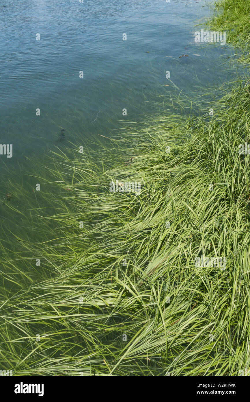 Cordgrass liscia sul litorale di Long Island Sound, CT, Stati Uniti d'America Foto Stock