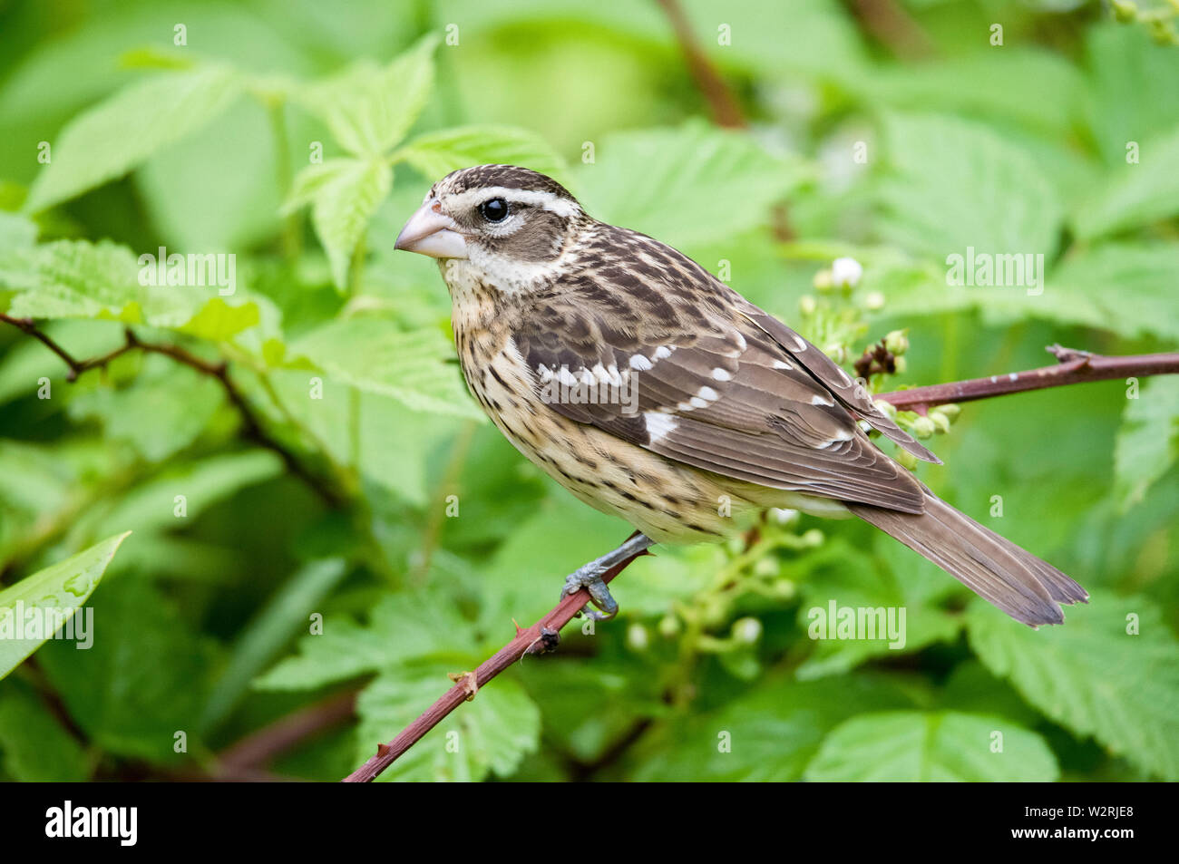 Rose-breasted grosbeak, Pheucticus ludovicianus, femmina, arroccato in estate, Nova Scotia, Canada Foto Stock