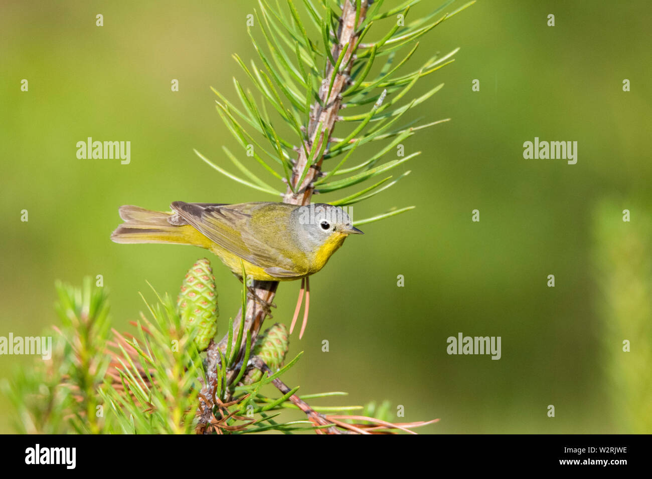 Nashville trillo, Vermivora ruficapilla, appollaiato su un albero di pino in primavera, Nova Scotia, Canada Foto Stock