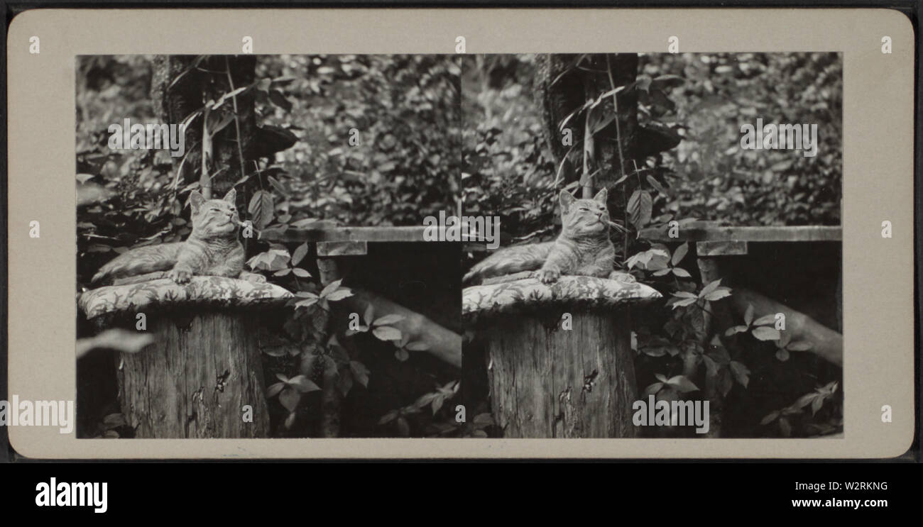 Cat in cima al cuscino su un ceppo di albero, da Robert N Dennis raccolta di vista stereoscopica 3 Foto Stock