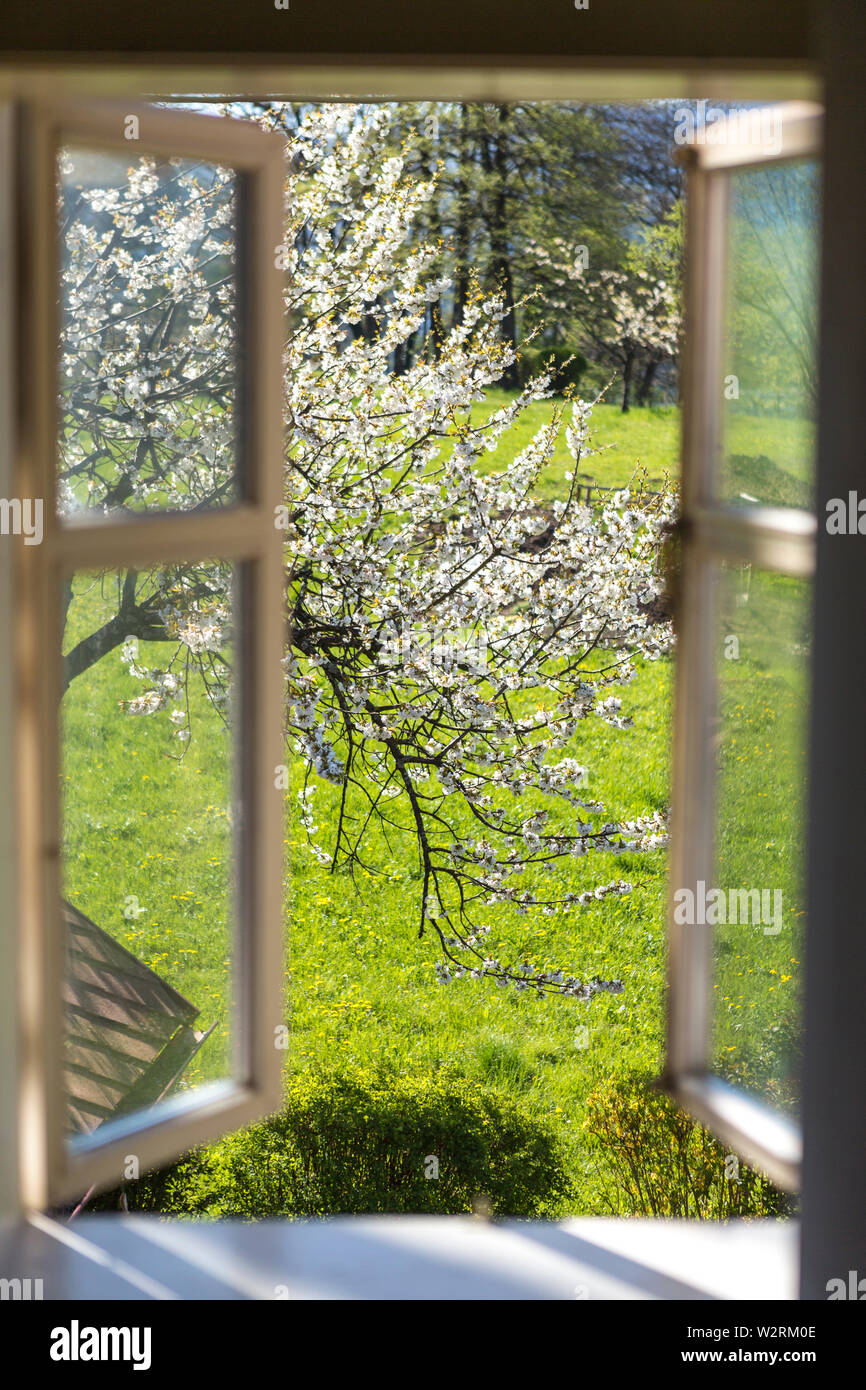Finestra aperta con splendida vista sulla campagna e fiori di ciliegio all'esterno Foto Stock