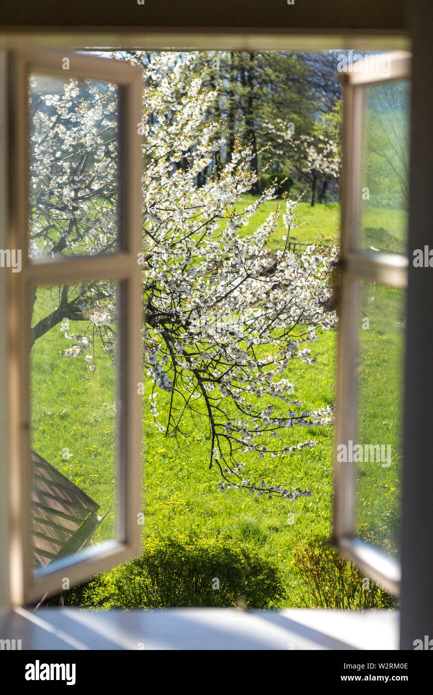 Finestra aperta con splendida vista sulla campagna e fiori di ciliegio  all'esterno Foto stock - Alamy