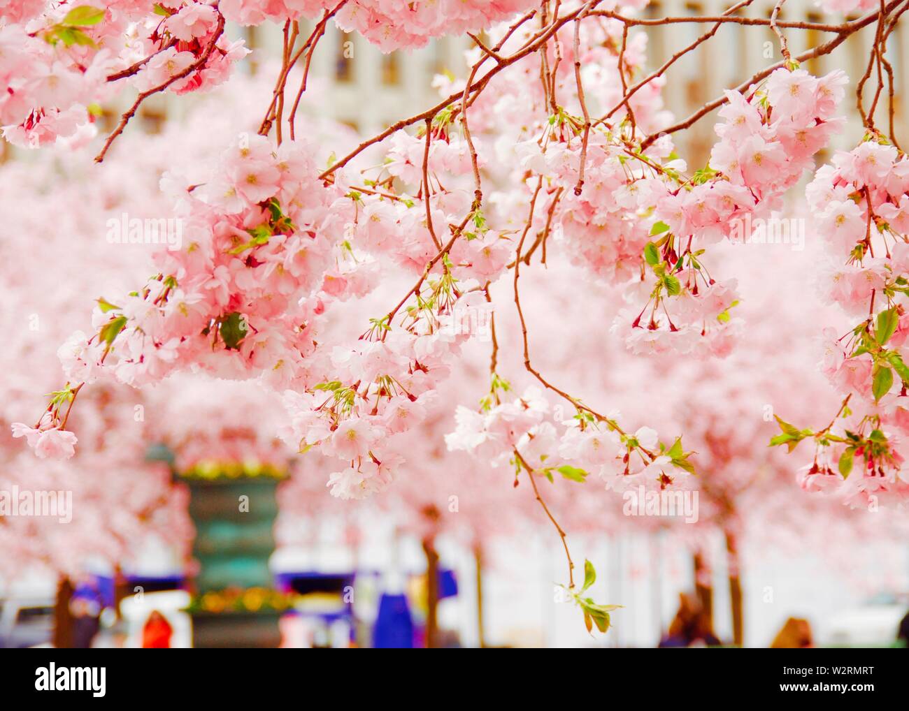 Rosa ciliegia su sfondo cielo in primavera a Stoccolma Foto Stock