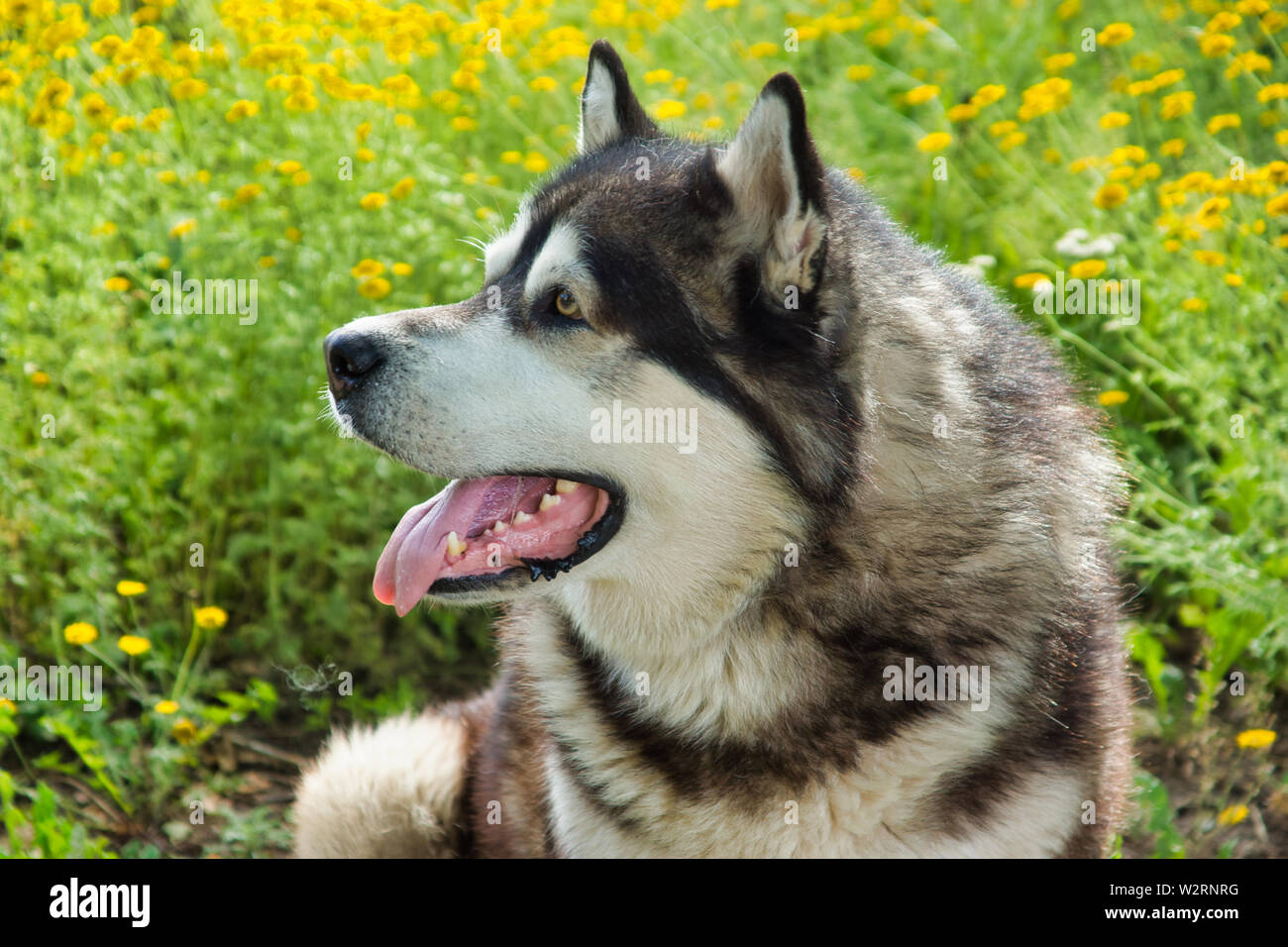 Malamute Cane di razza in posa nella natura. Malamute grigio-bianco. Foto Stock