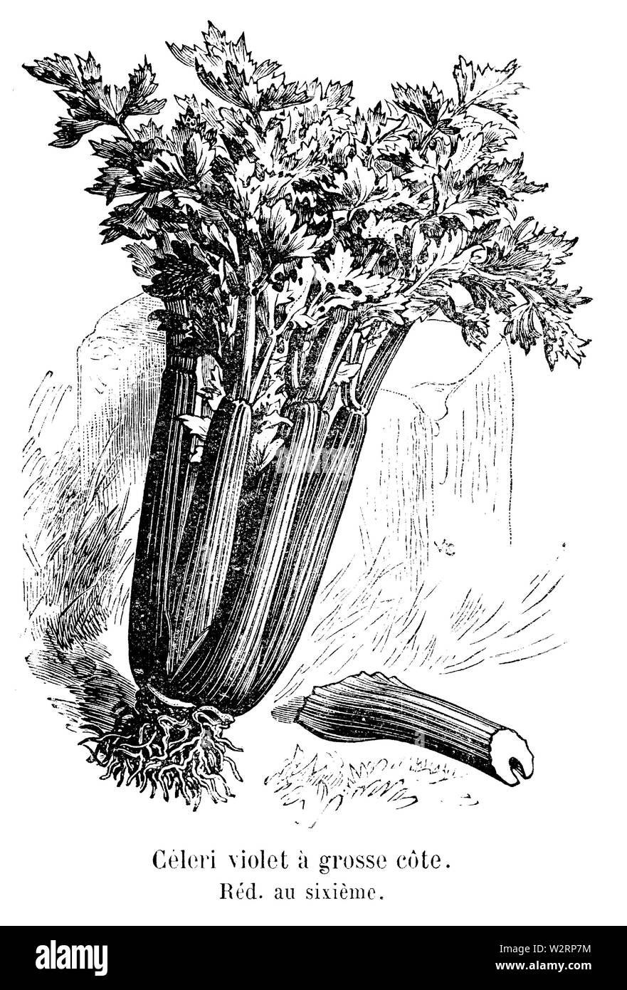 Céleri violetta à grosse côte Vilmorin-Andrieux 1904 Foto Stock