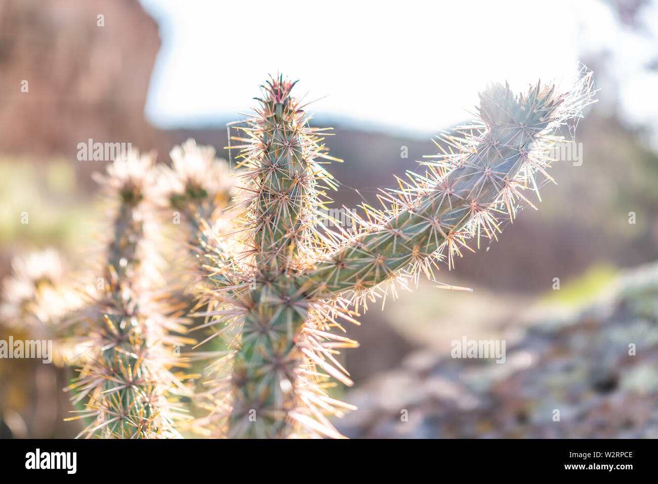 Primo piano della canna da zucchero Cholla cactus e retroilluminazione flare alla luce del sole in Main Loop Trail in Bandelier National Monument in New Mexico a Los Alamos Foto Stock