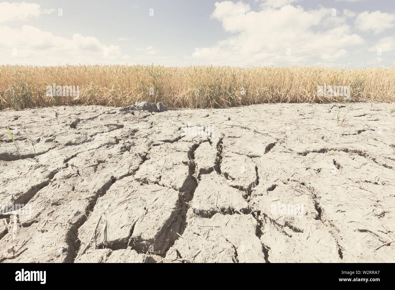 Secchi e aridi con colture non riuscito a causa di cambiamenti climatici e al riscaldamento globale. Alte temperature il calore op l'atmosfera di una terra bollente. Foto Stock