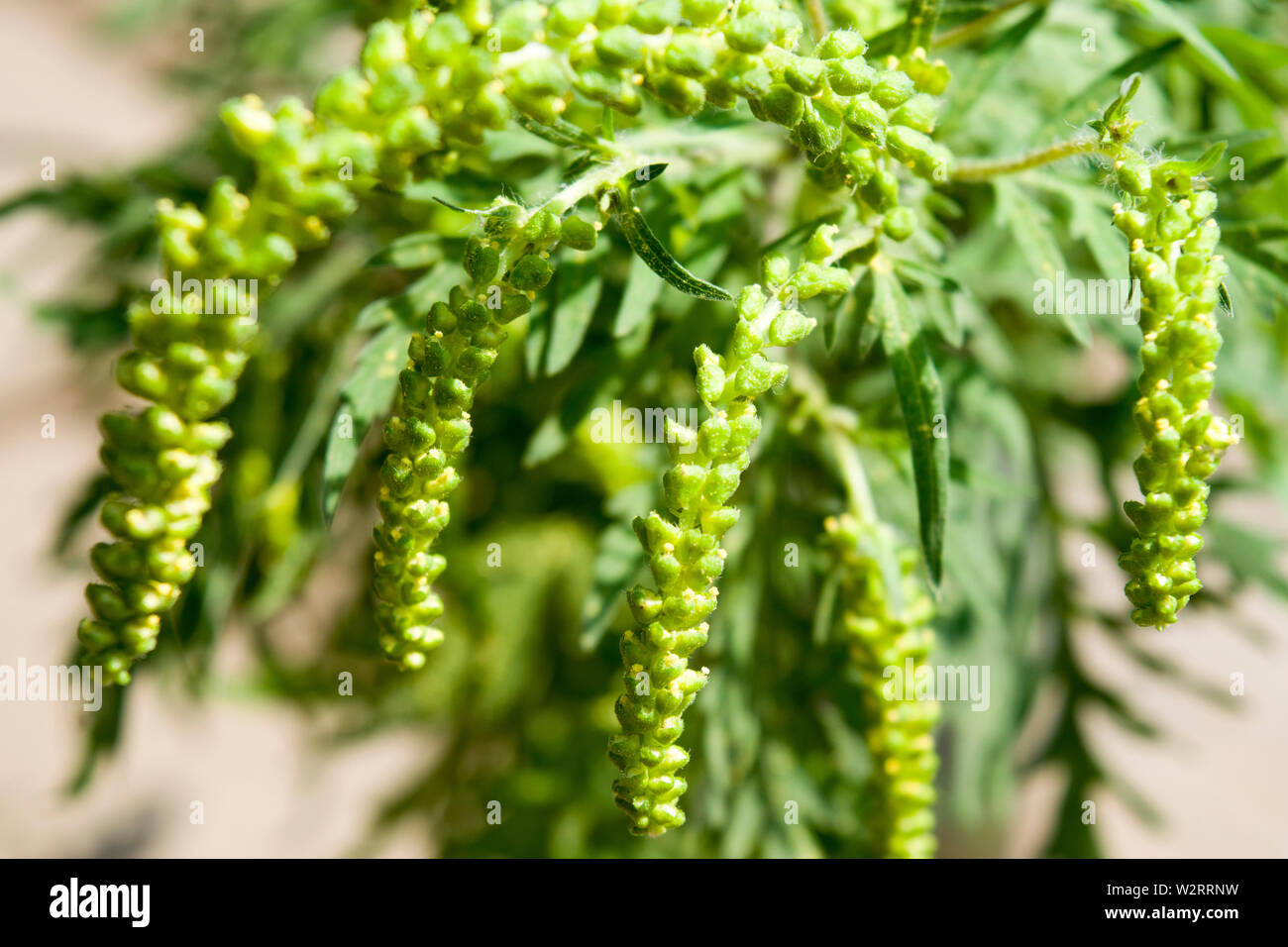 L ambrosia il polline è tristemente noto per provocare reazioni allergiche negli esseri umani, in particolare la rinite allergica. Foto Stock