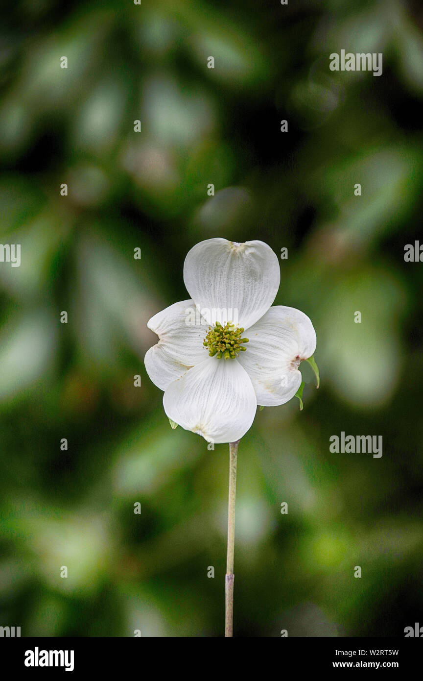 Una sola fioritura sanguinello bloom Foto Stock