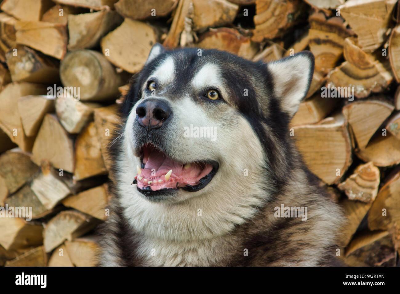 Malamute Cane di razza in posa nella natura. Malamute grigio-bianco. Il cane di casa si trova da parte del legno Foto Stock