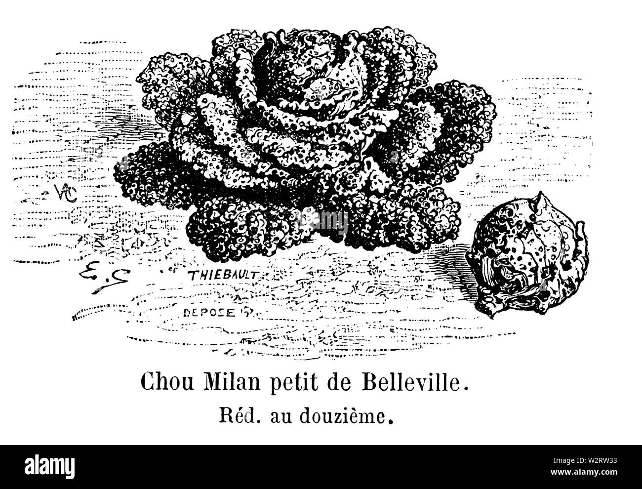 Chou Milano petit de Vilmorin-Andrieux Belleville 1904 Foto Stock