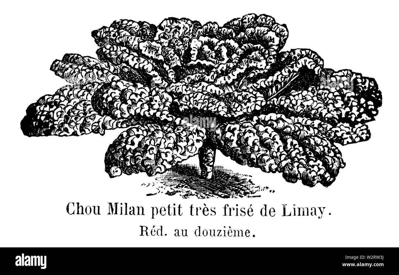 Chou Milano petit très frisé de Limay Vilmorin-Andrieux 1904 Foto Stock