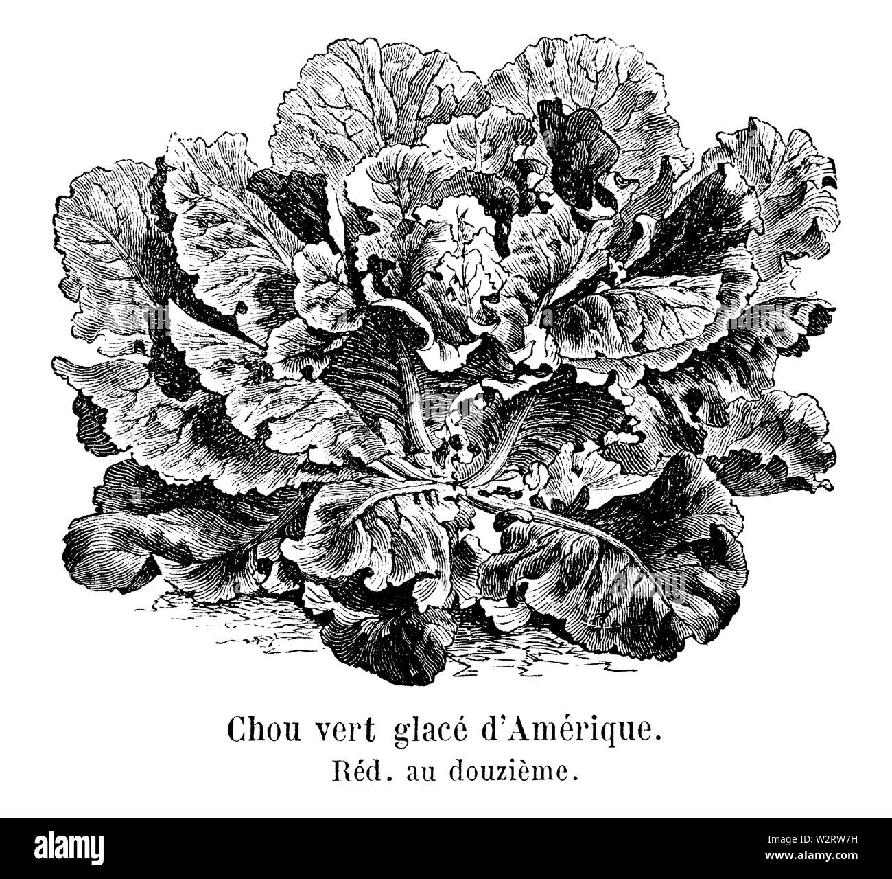 Chou vert glacé d'Amérique Vilmorin-Andrieux 1904 Foto Stock
