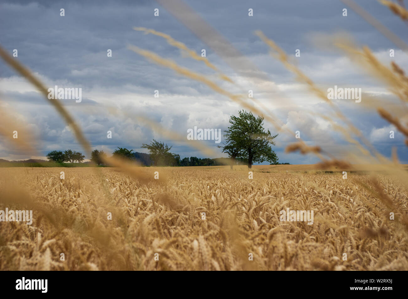 Mature campo di grano di fronte drammatico cielo con nuvole di tempesta Foto Stock