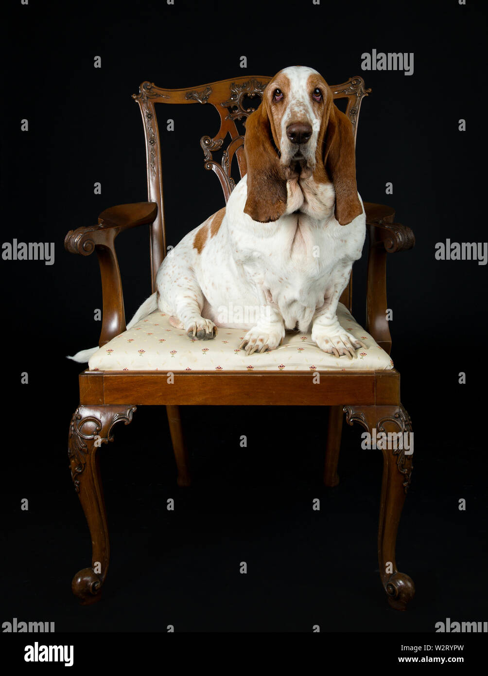 Basset Hound seduto in un antico sedia da pranzo, sfondo scuro Foto Stock