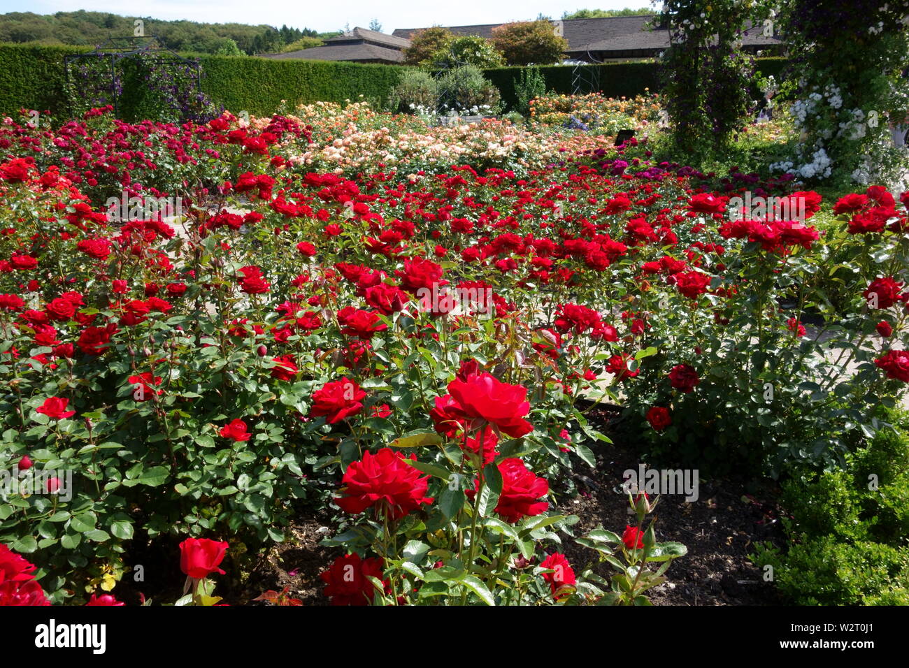 Giardino di Rose, RHS Rosemoor, North Devon, Inghilterra, Regno Unito Foto Stock