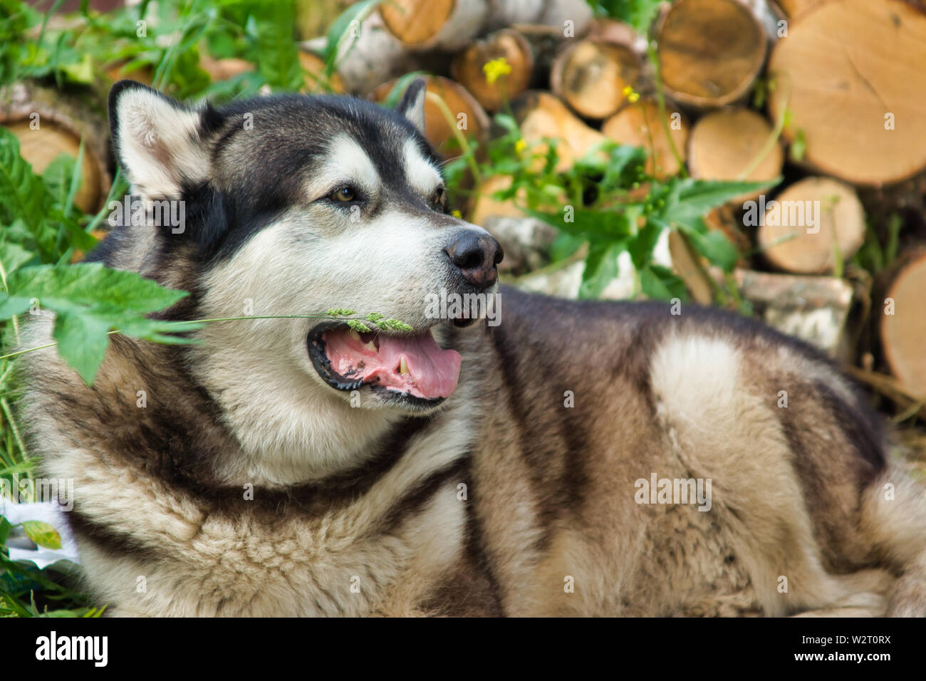 Malamute Cane di razza in posa nella natura. Malamute grigio-bianco. Foto Stock