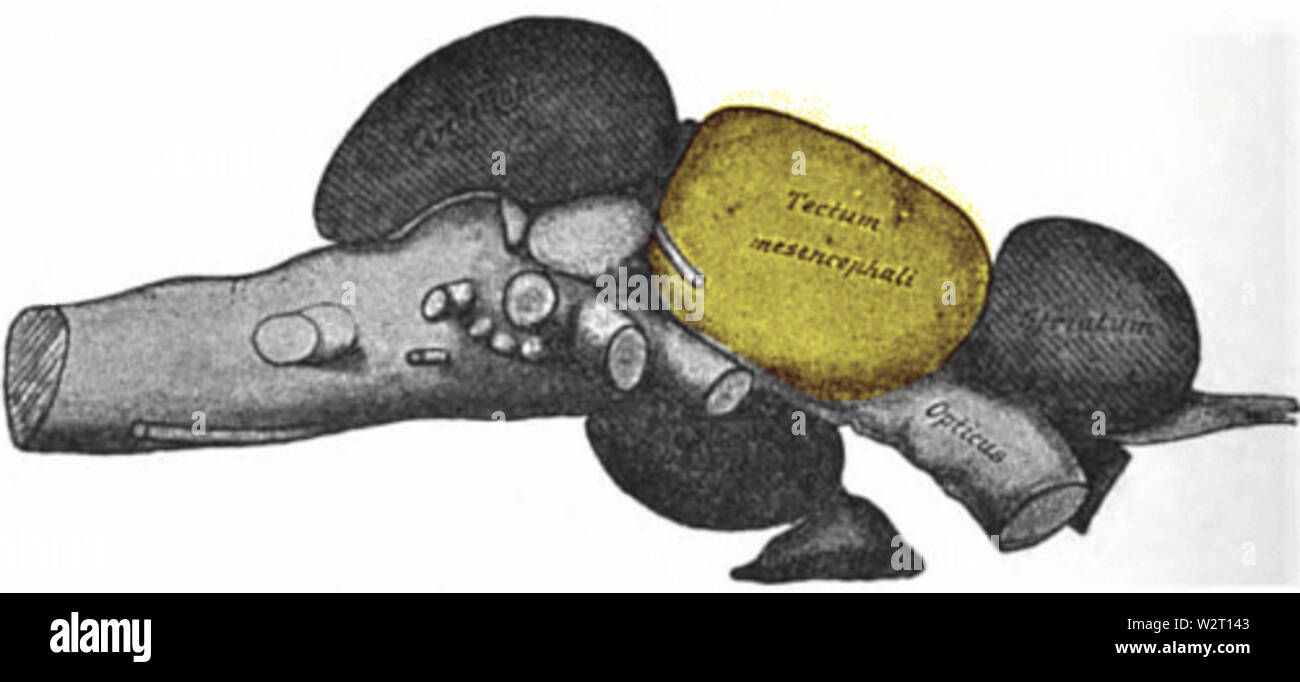 Cod cervello mostra tectum Foto Stock