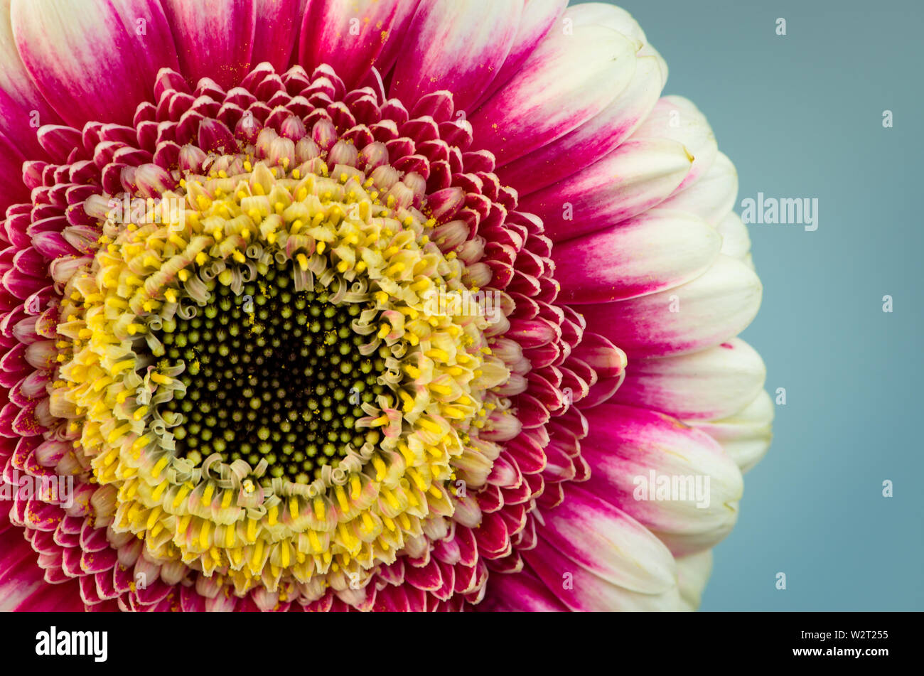 Colori vividi gerber immagine fiore Foto Stock