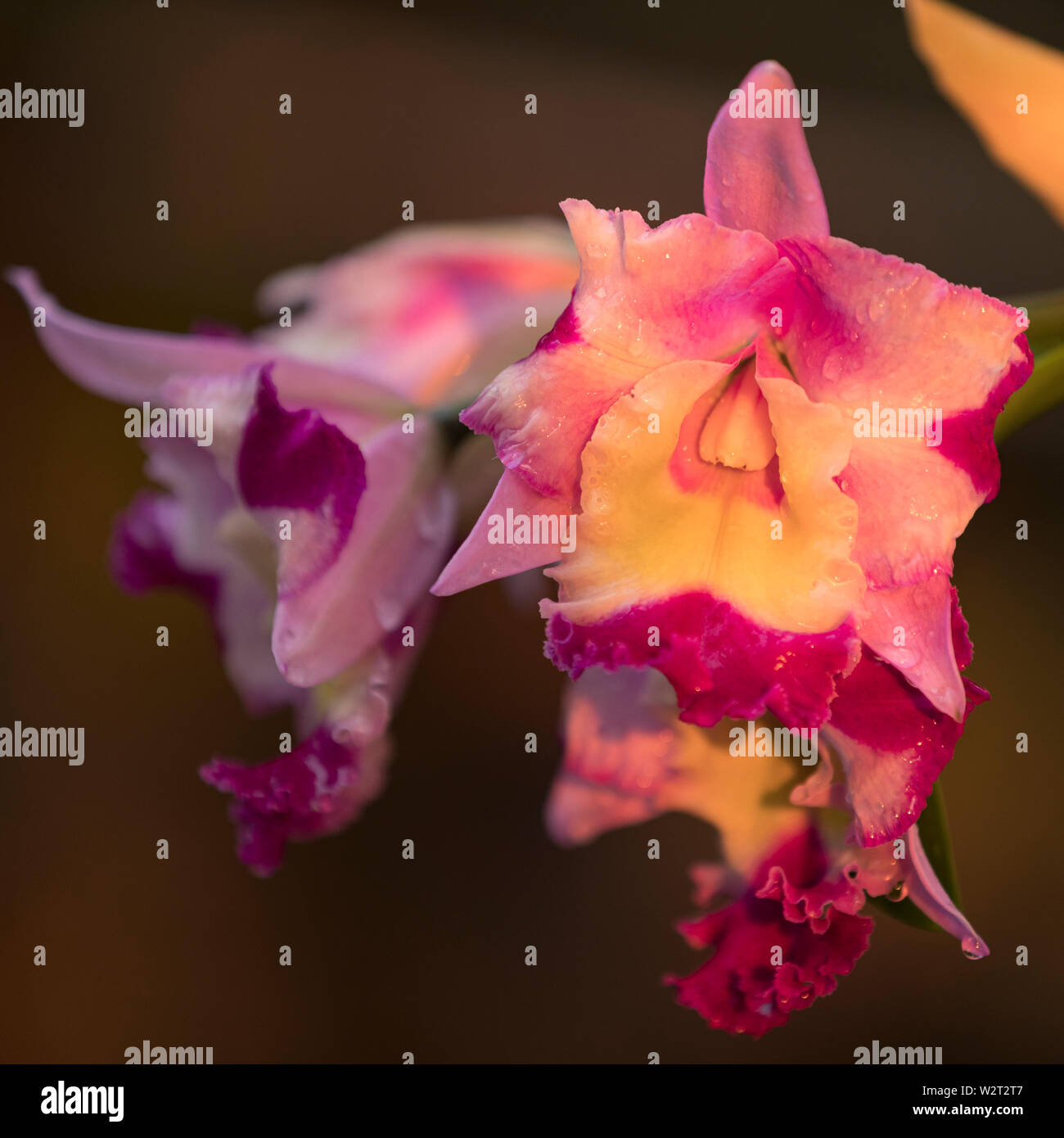 Serata calda luce su cattleya orchid cluster in Hawaii Foto Stock