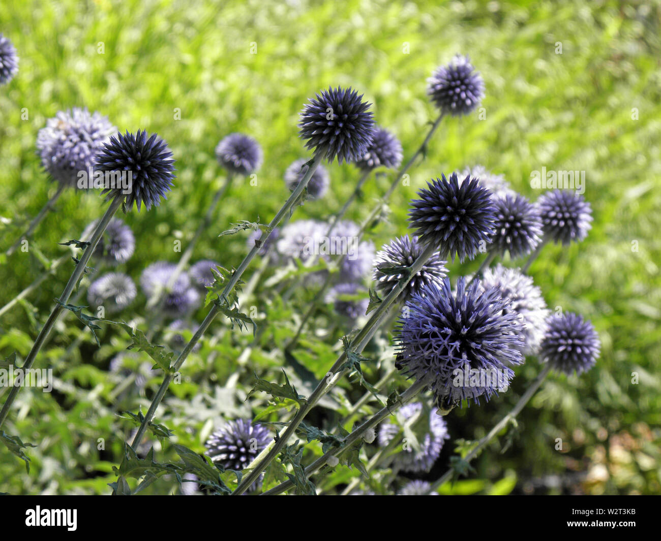 Pseudolysimachion spicatum subsp. incanum Foto Stock