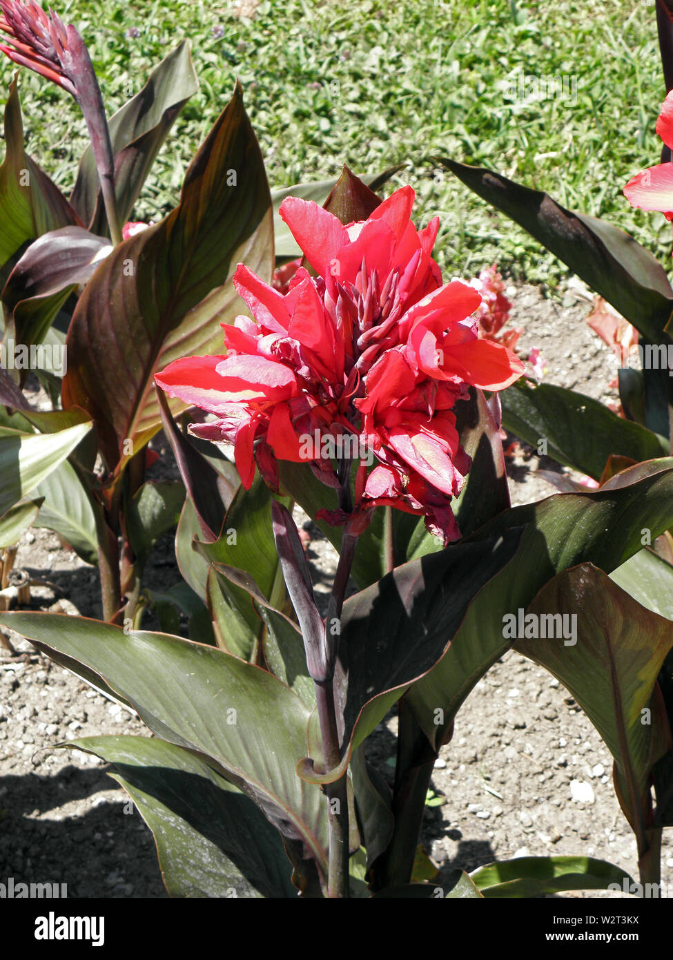 Canna plant in estate fiore Foto Stock