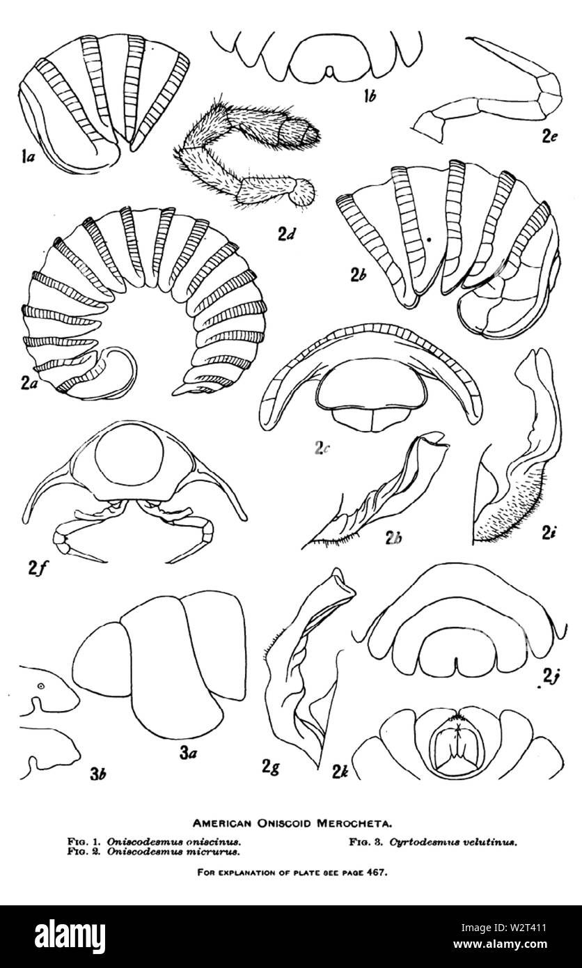 Cuocere 1898 American oniscoid Diplopoda dell'ordine Merocheta, piastra 29 Foto Stock
