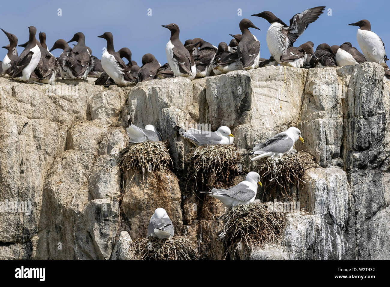 Uccelli di mare nel farne Islands, Northumberland, Regno Unito Foto Stock