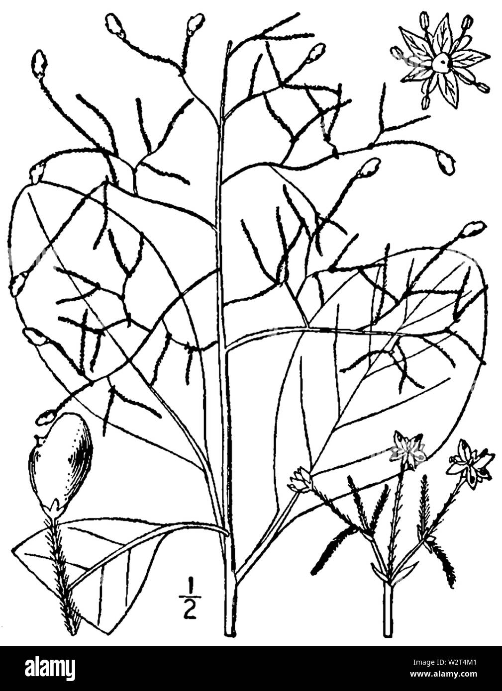 Cotinus obovatus (come Cotinus americanus) BB-1913 Foto Stock