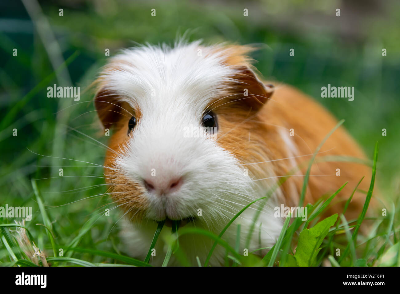 Bianco marrone cavia nel giardino sul prato verde. Foto Stock