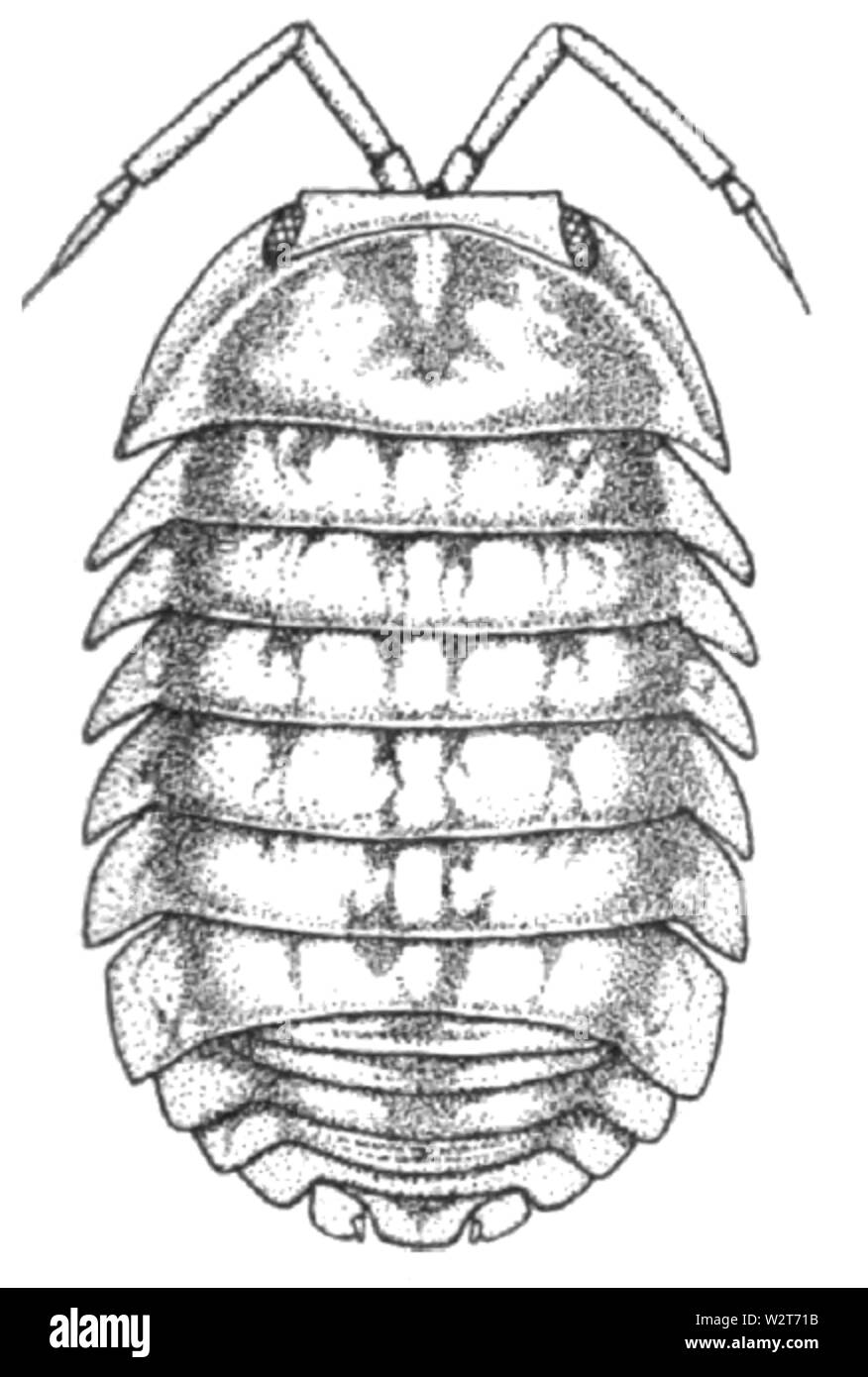 Cubaris insularis Searle, 1922 Foto Stock