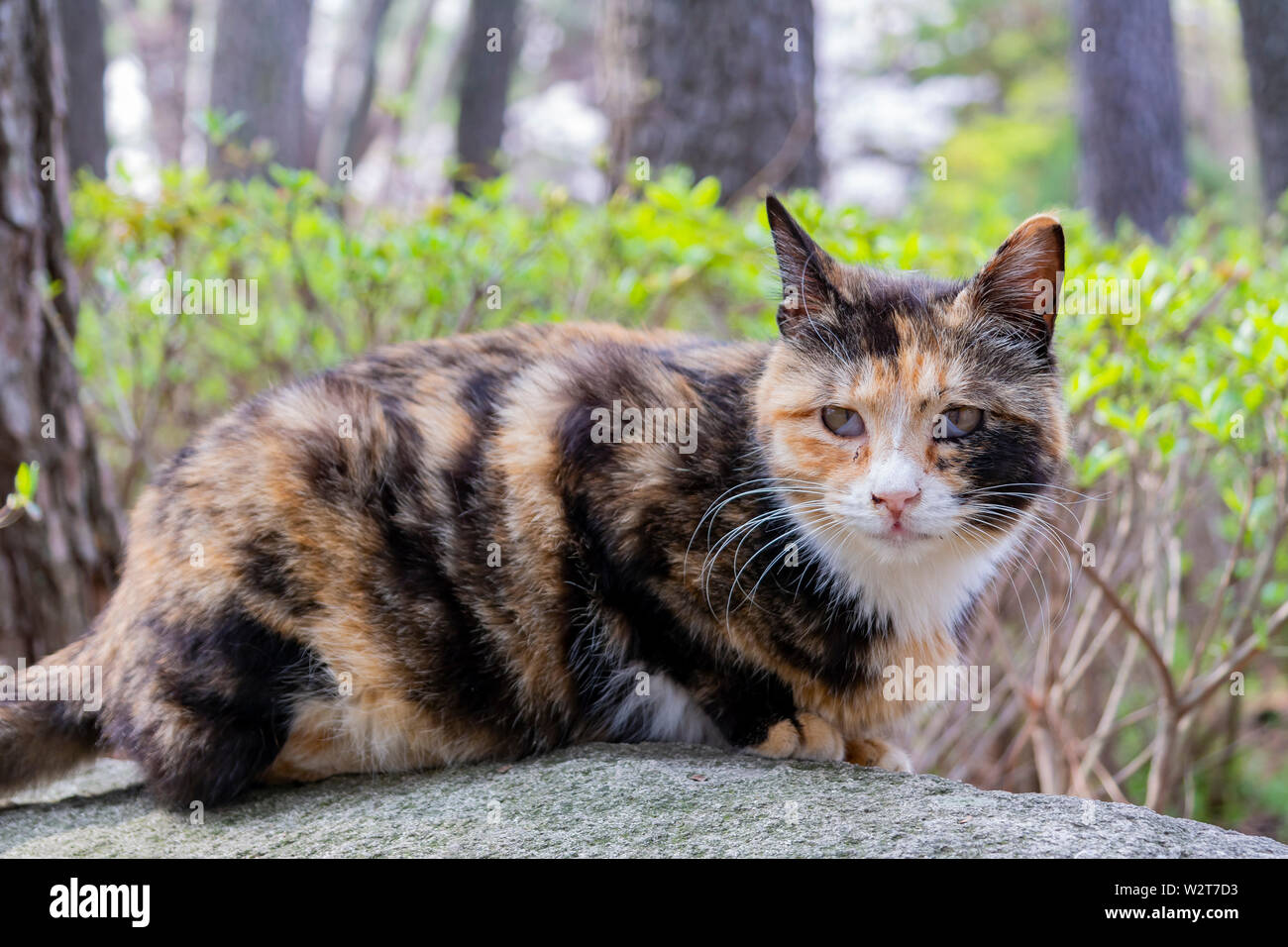 Immagine ravvicinata di un bellissimo gatto selvatico di Busan, Corea del Sud Foto Stock