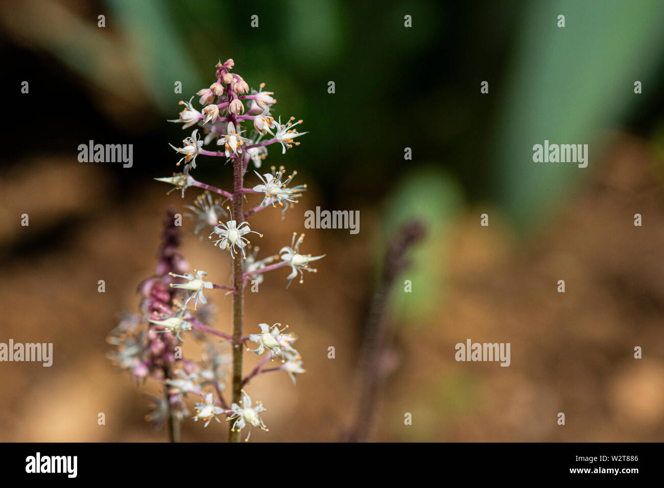 Il fiore spike di tiarella Foto Stock