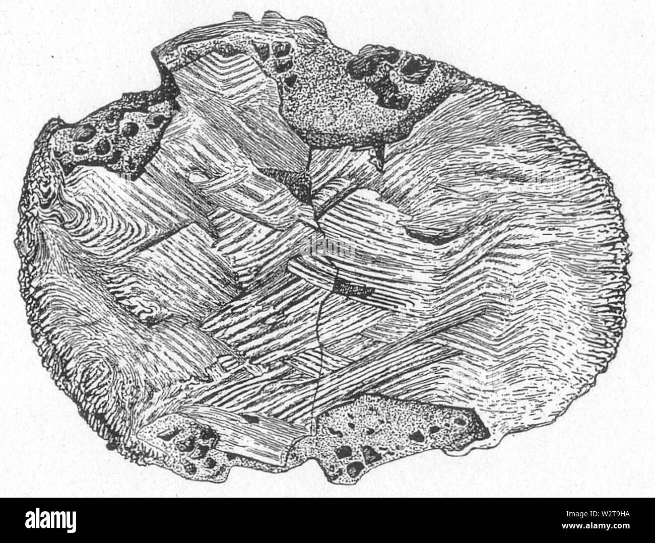 Deinosuchus-hatcheri-fig-10 Foto Stock