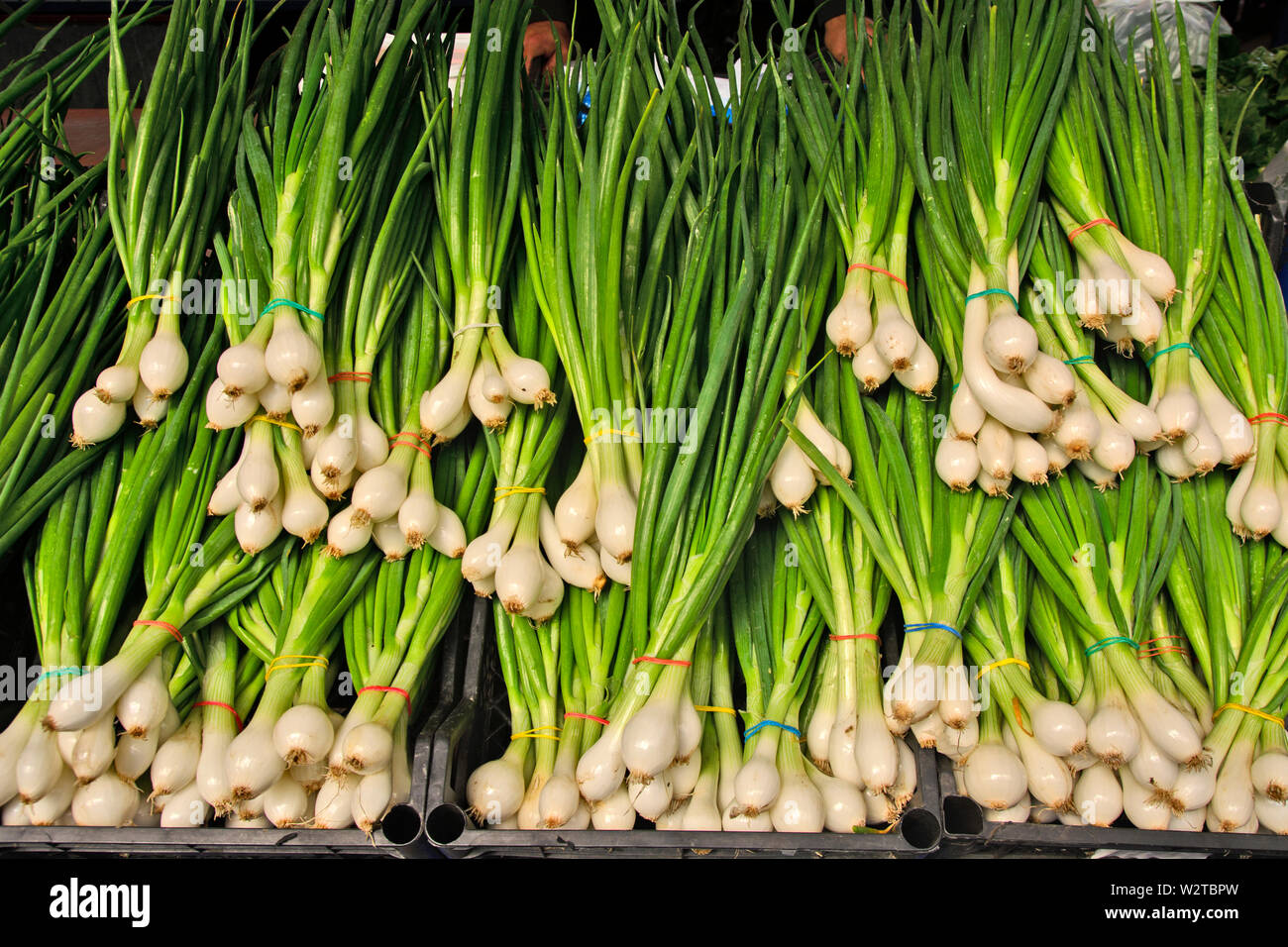 Al mercato permanente di stallo cipolla giovani in attesa di essere prelevato da qualcuno. Foto Stock