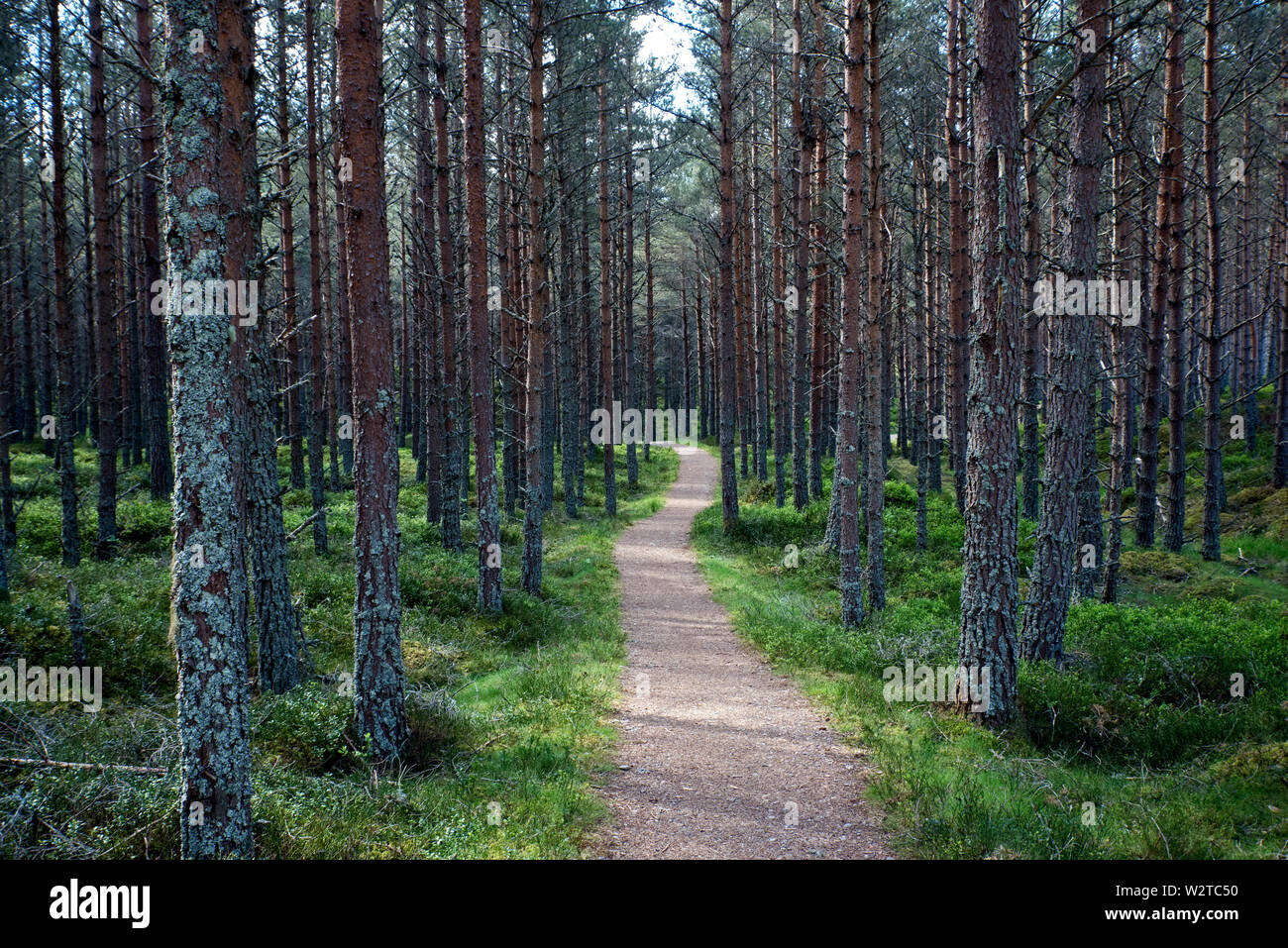 Un percorso attraverso la foresta di pino sulla Glenfeshie Estate nel Parco Nazionale di Cairngorms, Scotland, Regno Unito. Foto Stock