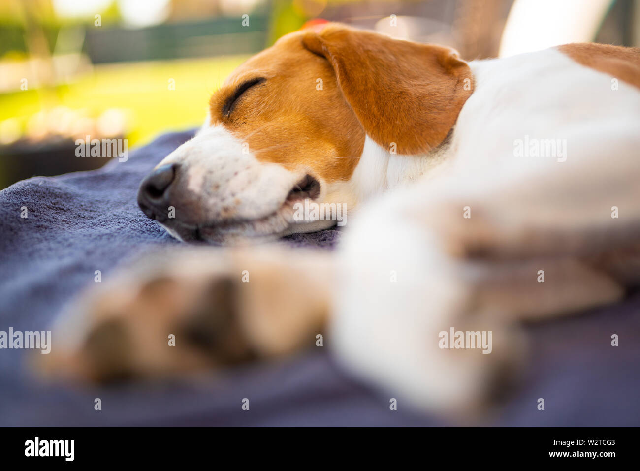 Simpatico cane Beagle rilassante sul divano nel giardino. Caldo giorno d'estate Foto Stock