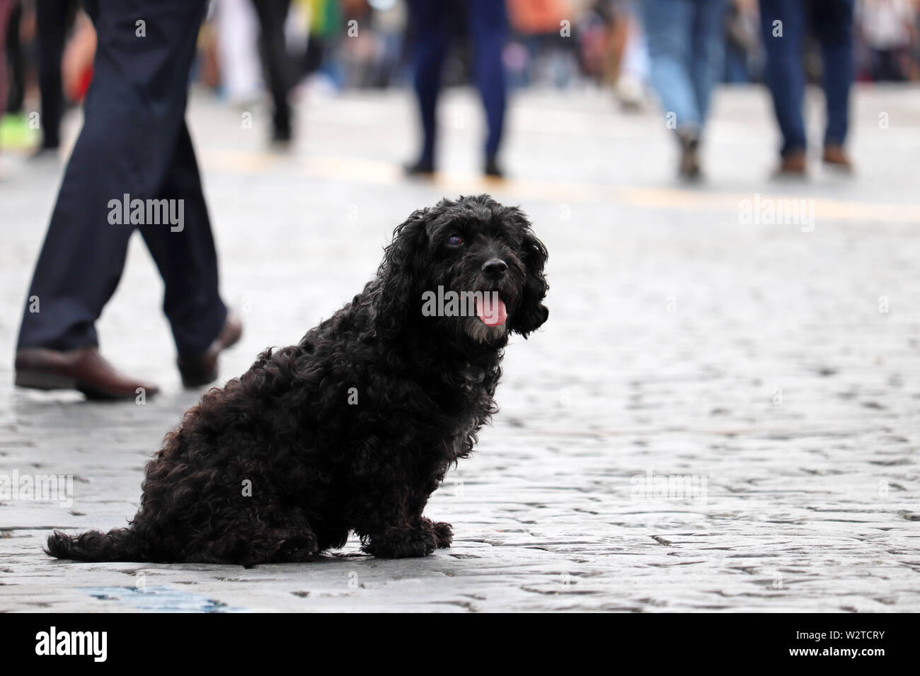 Perso cane nero seduto su una strada di città in mezzo alla folla di persone Foto Stock