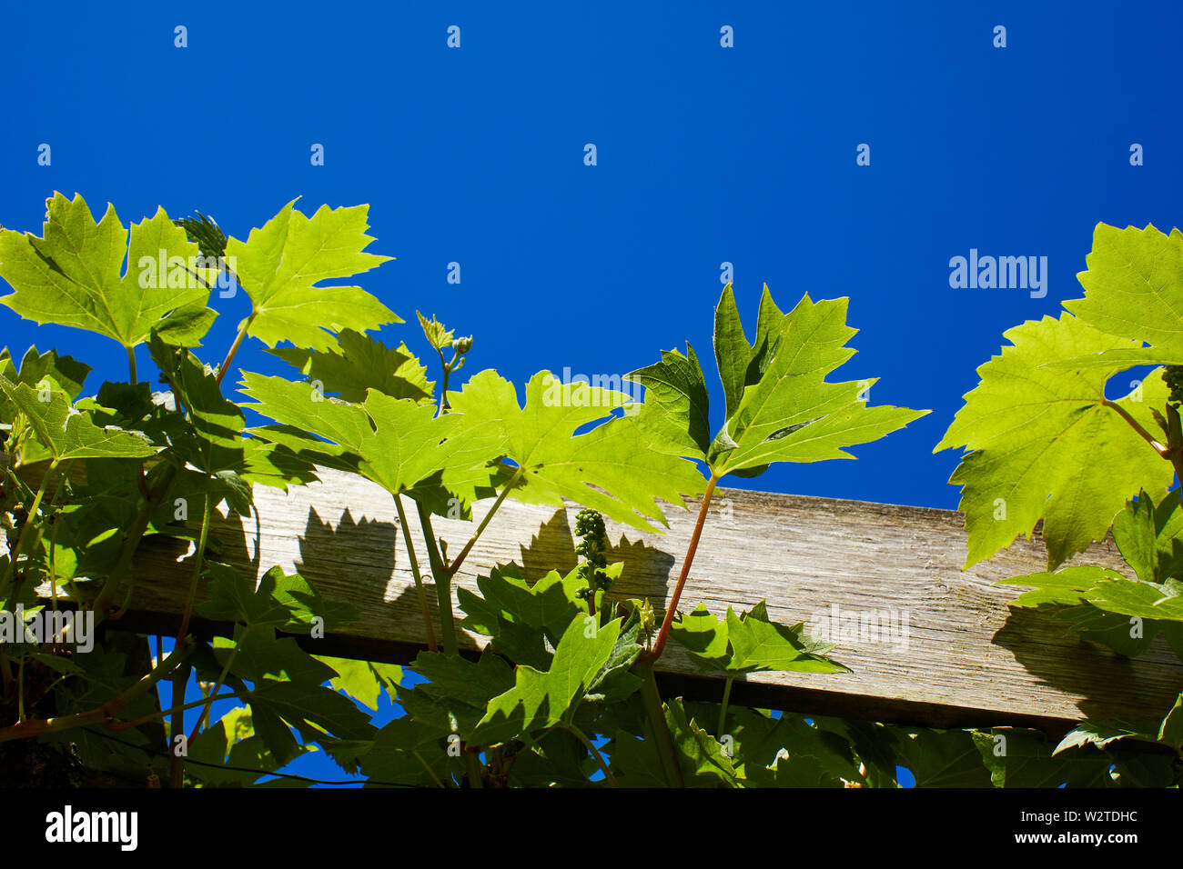 In smallholding giardino amatoriale di foglie di vite risplendere nel sole di mezzogiorno preso contro un profondo cielo blu 27/06/19 Foto Stock