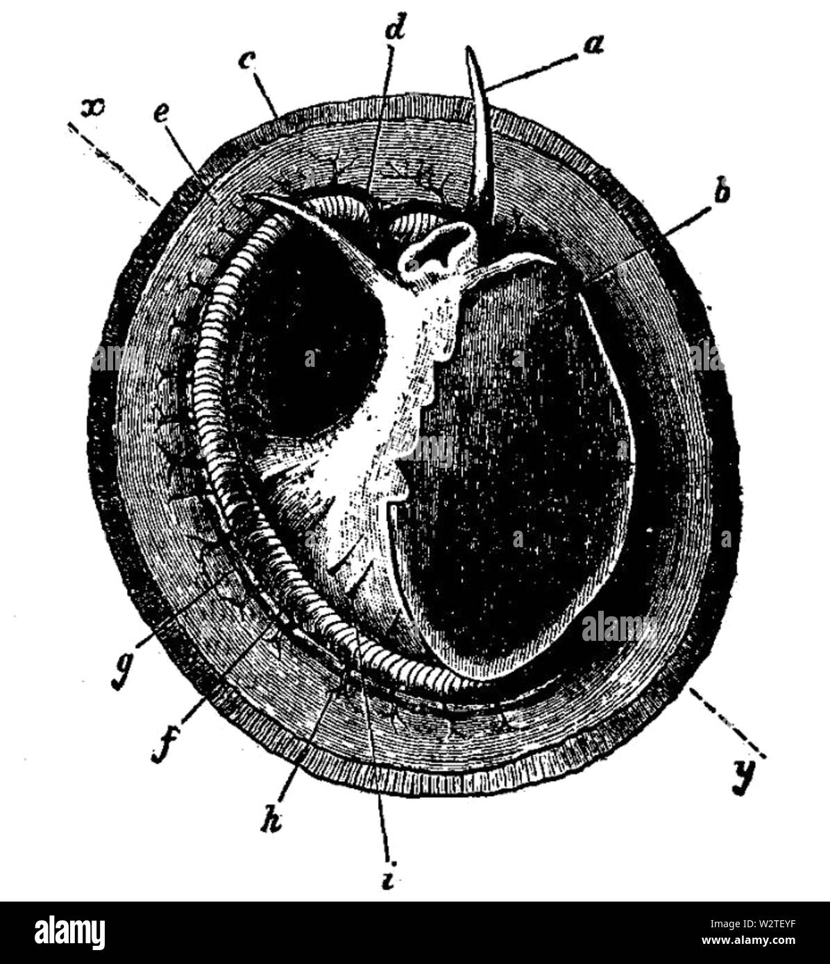 EB1911-Gastropoda 4 Foto Stock